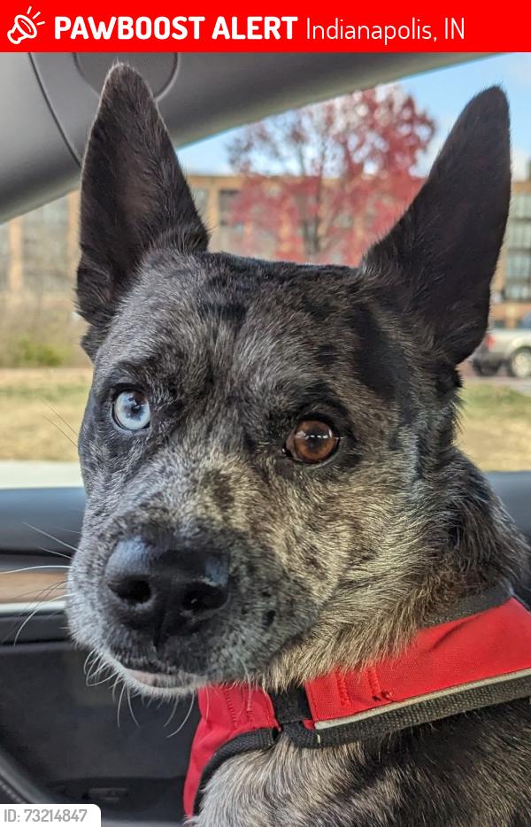 Lost Male Dog last seen 74th & Ralston Rd near Super Walmart on keystone, Indianapolis, IN 46240