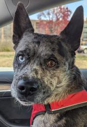 Lost Male Dog last seen 74th & Ralston Rd near Super Walmart on keystone, Indianapolis, IN 46240