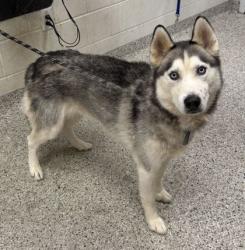 Shelter Stray Male Dog last seen Near N Hickory St, 64118, MO, 7077 Elmwood Ave, Kansas City, MO 64132, USA
