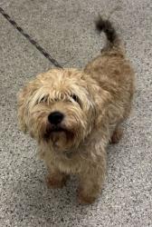 Shelter Stray Male Dog last seen Near N Hickory St, 64118, MO, 7077 Elmwood Ave, Kansas City, MO 64132, USA