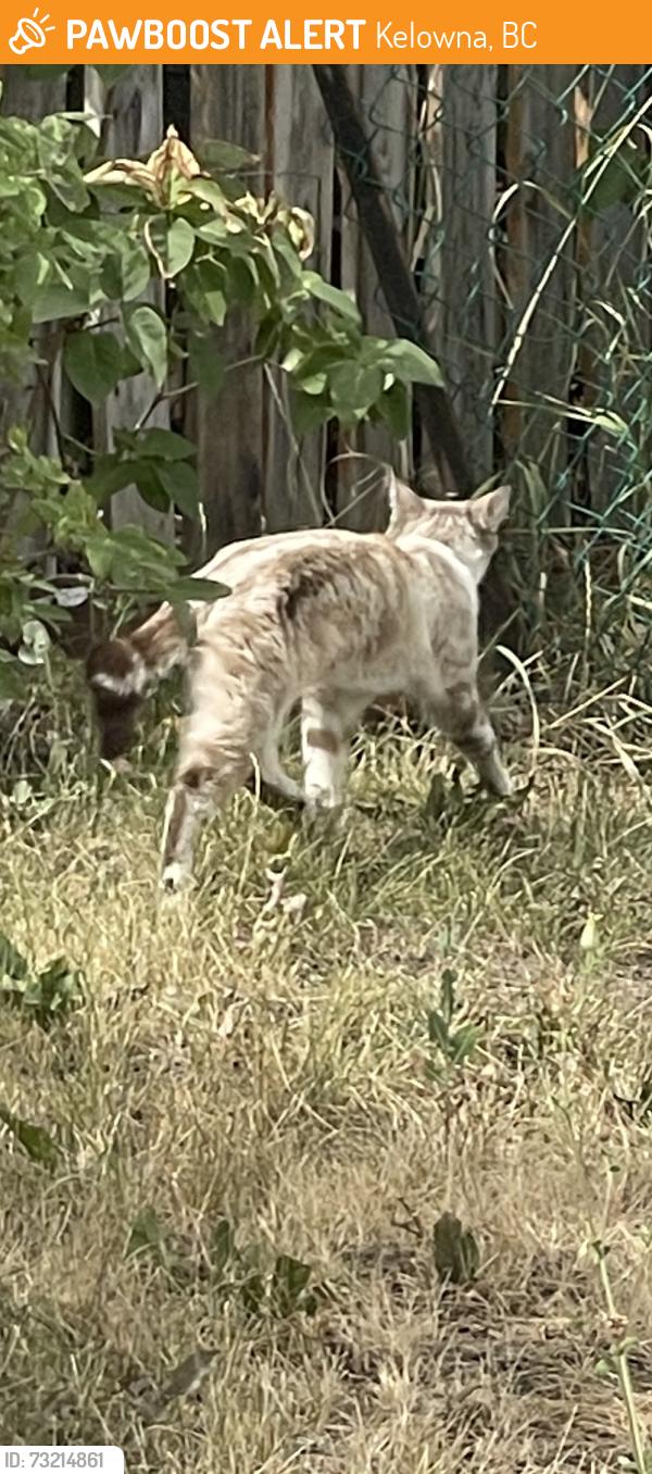 Found/Stray Unknown Cat last seen Elbe Court, Kelowna, BC 