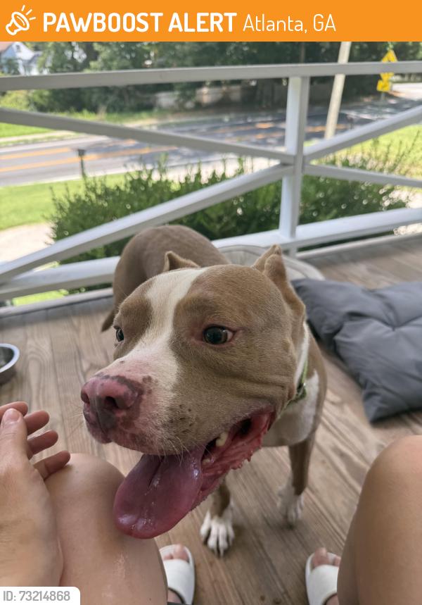 Found/Stray Male Dog last seen Cascade Rd and Orlando St, Atlanta, GA 30311