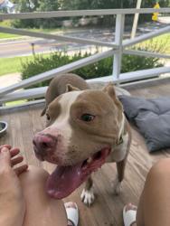 Found/Stray Male Dog last seen Cascade Rd and Orlando St, Atlanta, GA 30311