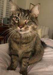 Lost Male Cat last seen Villages GCC, San Jose, CA 95135