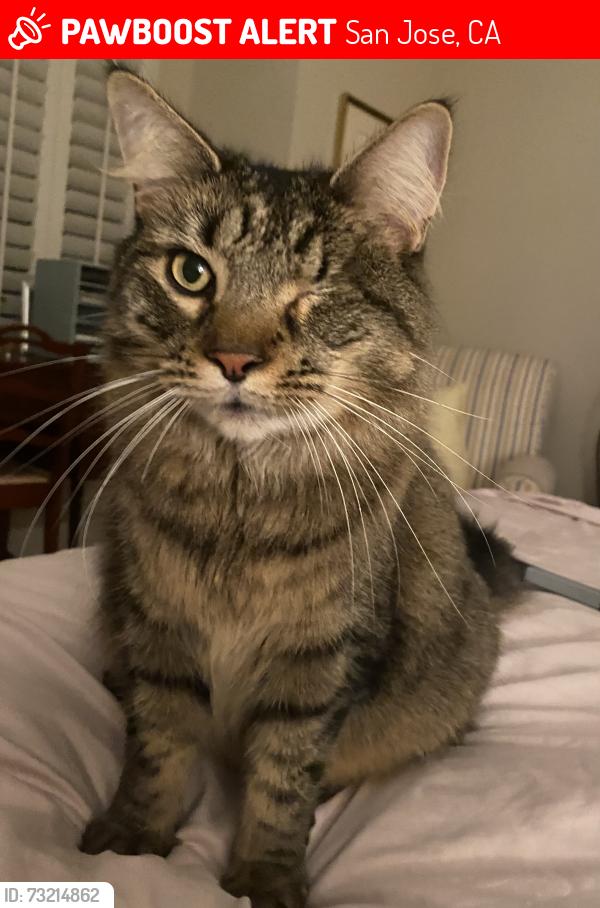 Lost Male Cat last seen Villages GCC, San Jose, CA 95135