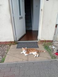 Lost Male Cat last seen Barton seagrave, Burton latimer, A14 area junction 10, Barton Seagrave, England 