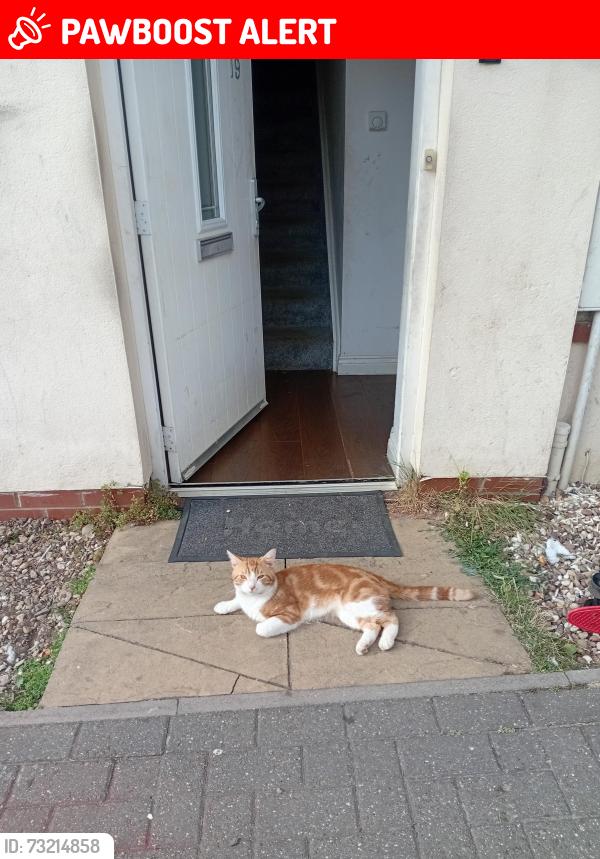 Lost Male Cat last seen Barton seagrave, Burton latimer, A14 area junction 10, Barton Seagrave, England 