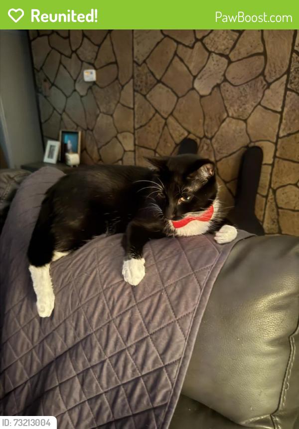 Reunited Male Cat last seen Willow Springs Dr. and Kelly Elliot, Arlington, TX 76001
