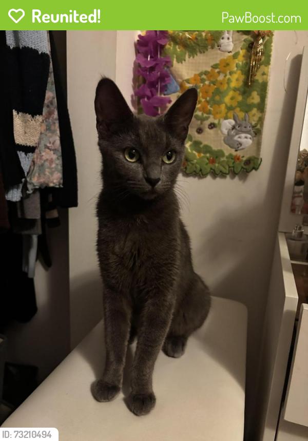 Reunited Female Cat last seen college and parker/college and derby, benvenue ave, Berkeley, CA 94704