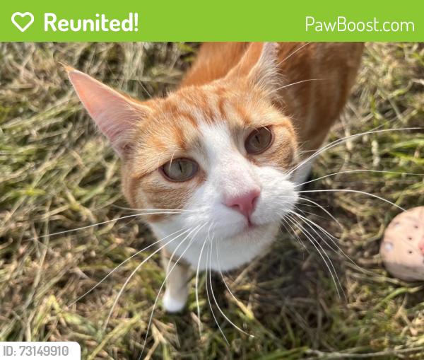 Reunited Male Cat last seen At home, Felthorpe, England NR10 4DQ