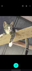 Lost Female Cat last seen Crossing Golf Course, Jonesborough, TN 37659