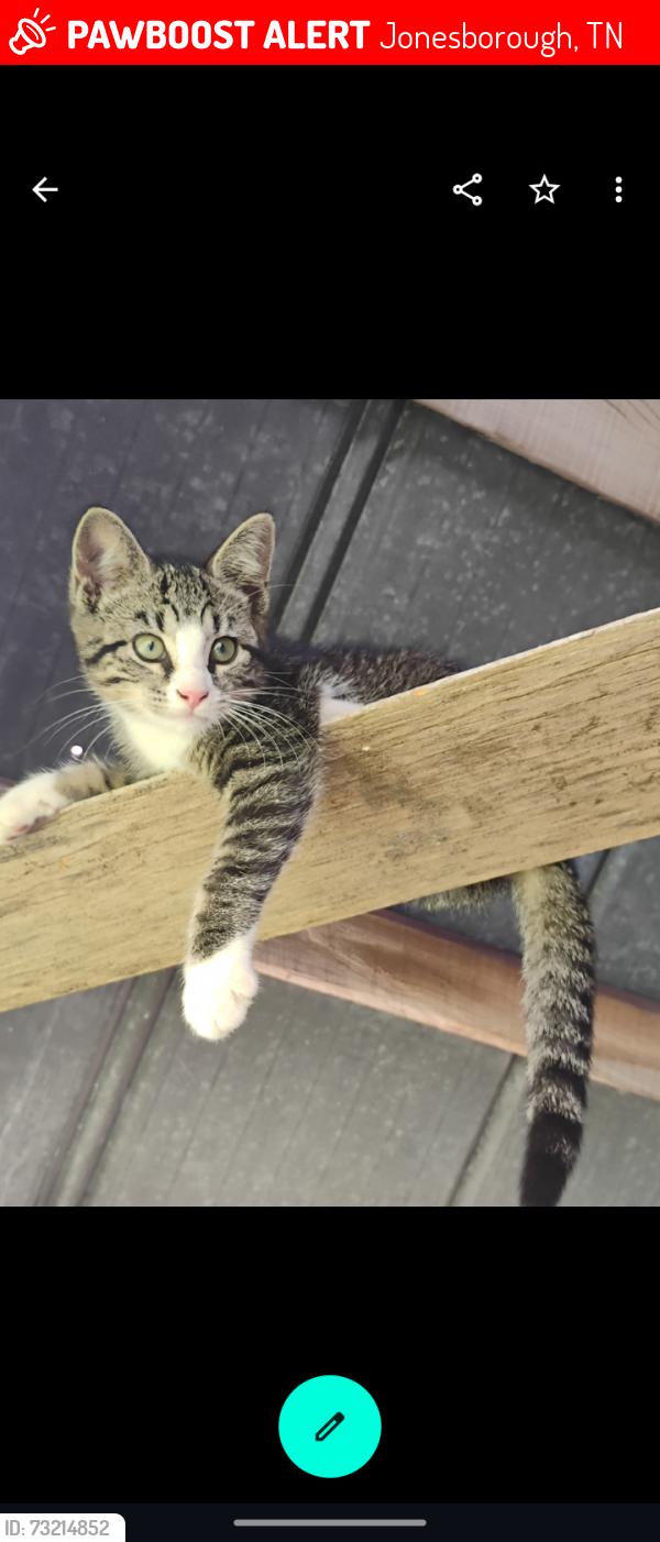 Lost Female Cat last seen Crossing Golf Course, Jonesborough, TN 37659