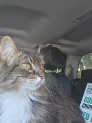 Lost Female Cat last seen Silverbirch dr, Newmarket, ON 