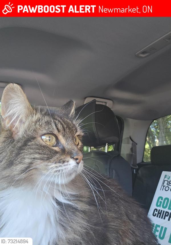 Lost Female Cat last seen Silverbirch dr, Newmarket, ON 