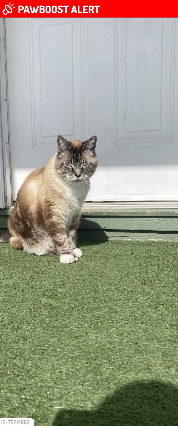 Lost Male Cat last seen 9th line and Hillsdale dr, Whitchurch-Stouffville, ON L4A 3B7