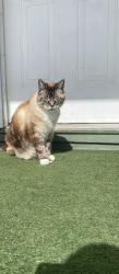 Lost Male Cat last seen 9th line and Hillsdale dr, Whitchurch-Stouffville, ON L4A 3B7