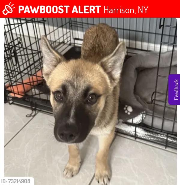 Lost Male Dog last seen Sunny ridge rd, Harrison, NY 10528