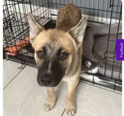 Lost Male Dog last seen Sunny ridge rd, Harrison, NY 10528