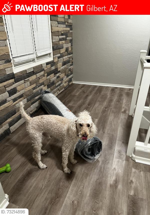 Lost Male Dog last seen Fenceline parkway, Gilbert, AZ 85297