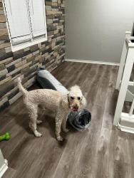 Lost Male Dog last seen Fenceline parkway, Gilbert, AZ 85297