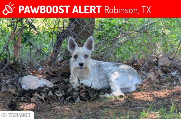 Lost Male Dog last seen Christina and Tinsley Robinson TX, Robinson, TX 76706