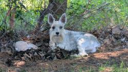 Lost Male Dog last seen Christina and Tinsley Robinson TX, Robinson, TX 76706