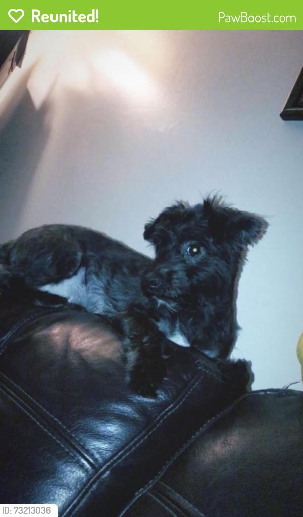 Reunited Female Dog last seen 92nd Ave and 102nd st, Queens, NY 11418
