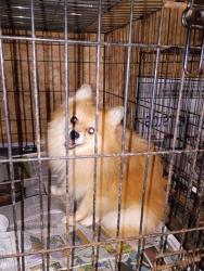 Found/Stray Male Dog last seen S p i d and kostoryz, Corpus Christi, TX 78415