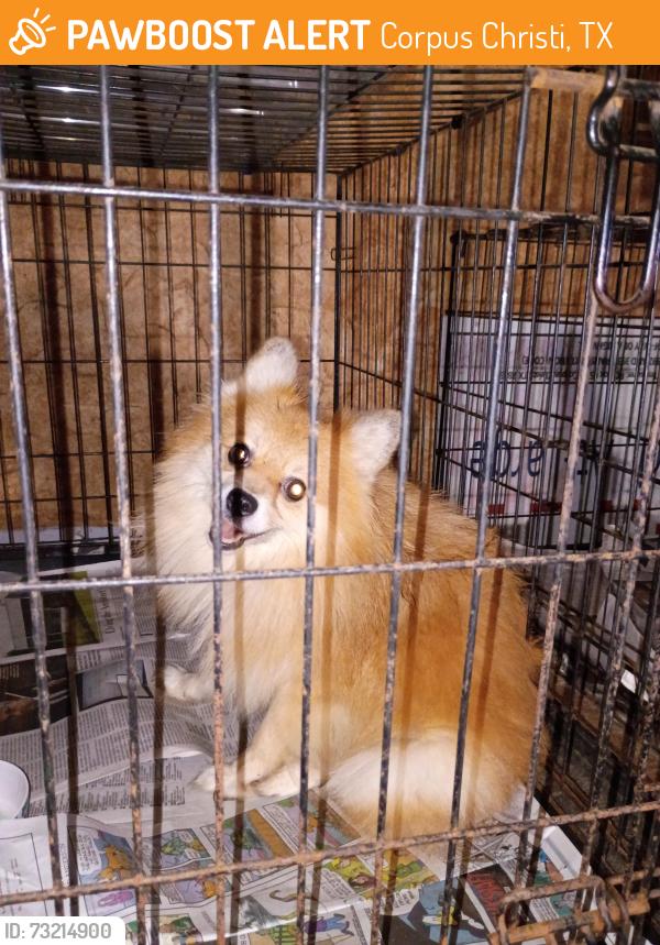Found/Stray Male Dog last seen S p i d and kostoryz, Corpus Christi, TX 78415
