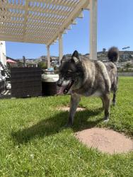 Reunited Male Dog last seen Skyline Rd near Arroyo Verde Park, Ventura, CA 93003