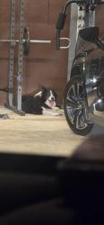 Reunited Male Dog last seen Montclair drive, Seguin, TX 78155