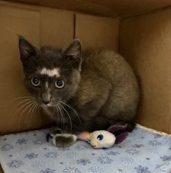 Shelter Stray Male Cat last seen Near N Ivy Street, Escondido, CA, 92026, Escondido, CA 92027, USA