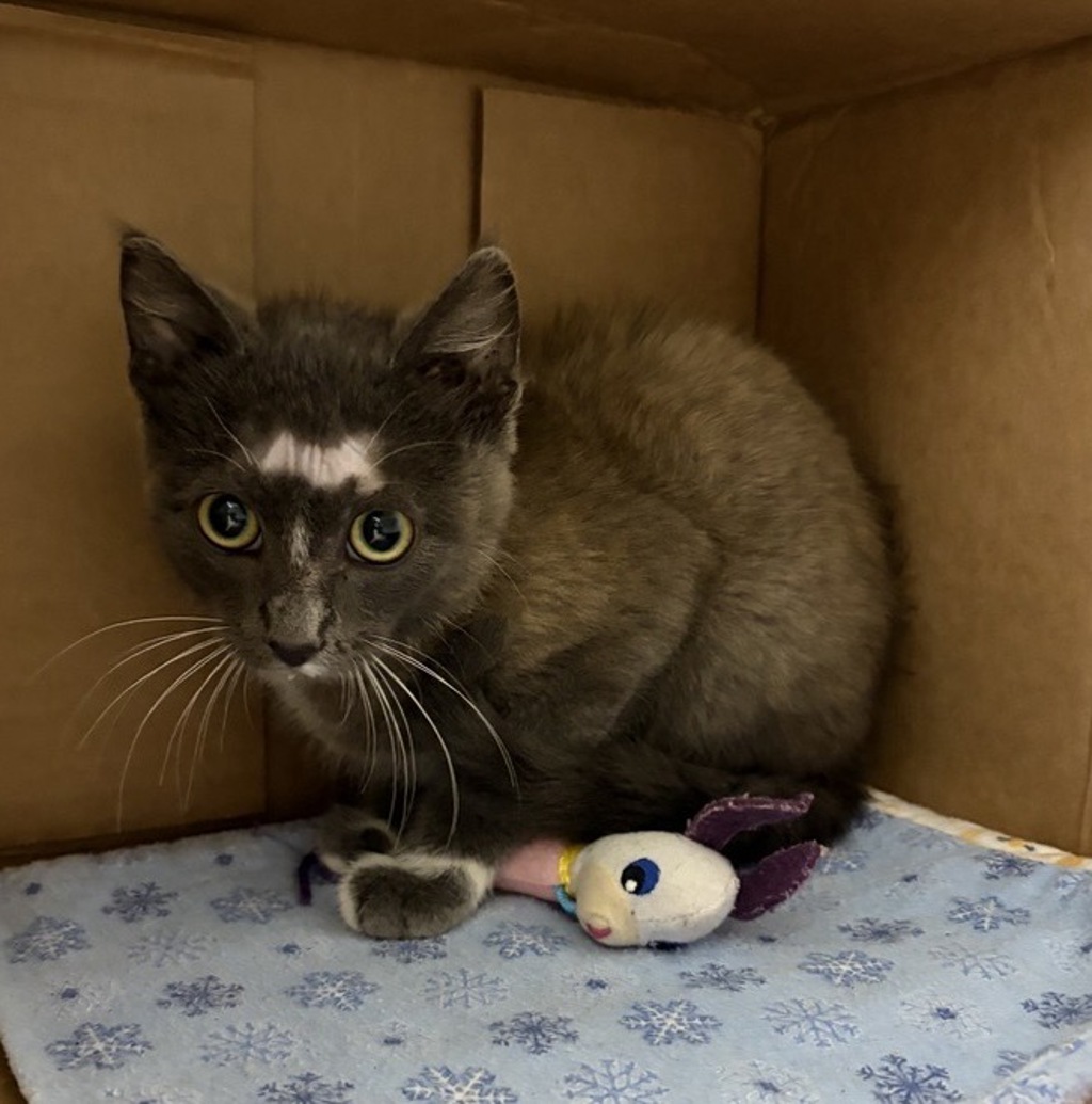 Shelter Stray Male Cat last seen Near N Ivy Street, Escondido, CA, 92026, Escondido, CA 92027, USA