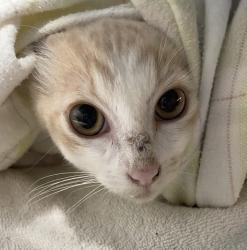 Shelter Stray Male Cat last seen Near N Quince Street, Escondido, CA, 92025, Escondido, CA 92027, USA