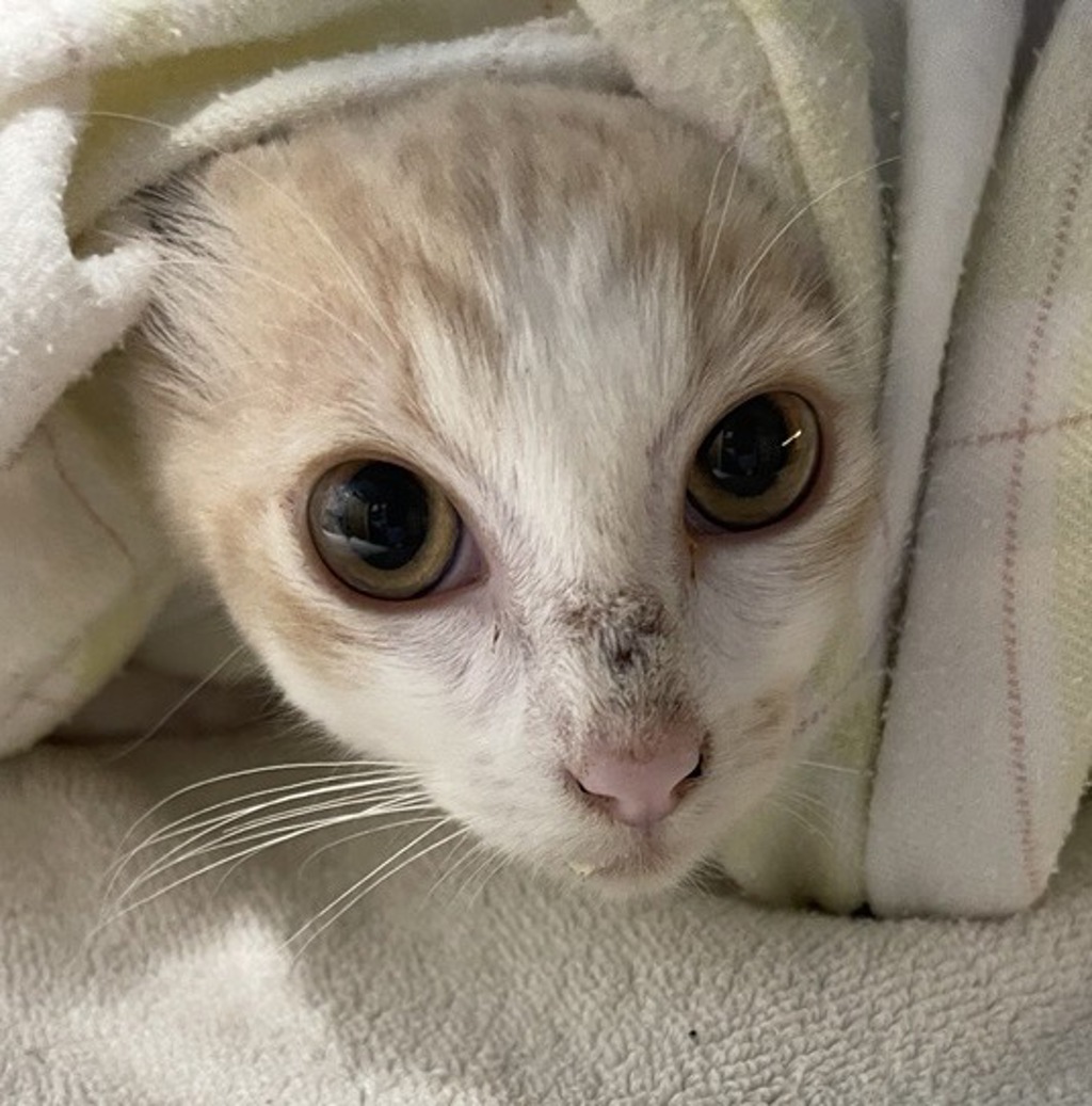 Shelter Stray Male Cat last seen Near N Quince Street, Escondido, CA, 92025, Escondido, CA 92027, USA