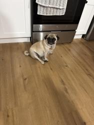Reunited Female Dog last seen 14th and Clayton, Denver, CO 80206