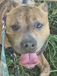 Shelter Stray Male Dog last seen Near S Quince Street, Escondido, CA, 92025, Escondido, CA 92027, USA