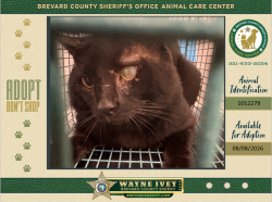 Shelter Stray Male Cat last seen Near Medea Avenue, PALM BAY, FL, 32907, 5100 W Eau Gallie Blvd, Melbourne, FL 32934, USA