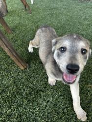 Shelter Stray Female Dog last seen Near S Coast Boulevard, San Diego, CA, 92037, 5500 Gaines St, San Diego, CA 92110, USA