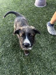 Shelter Stray Male Dog last seen Near S Coast Boulevard, San Diego, CA, 92037, 5500 Gaines St, San Diego, CA 92110, USA