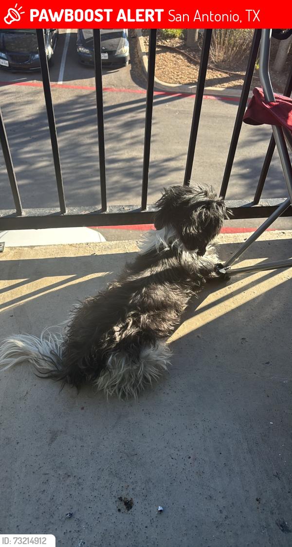 Lost Female Dog last seen Callaghan/rock creek, San Antonio, TX 78230