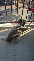 Lost Female Dog last seen Callaghan/rock creek, San Antonio, TX 78230