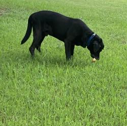 Reunited Male Dog last seen Demetropolis Rd, Mobile, AL 36693