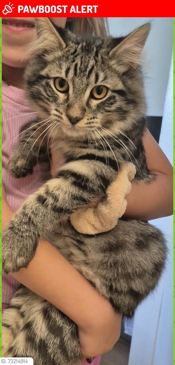 Lost Male Cat last seen Beach and delaware, Huntington Beach, CA 92648