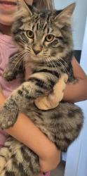 Lost Male Cat last seen Beach and delaware, Huntington Beach, CA 92648