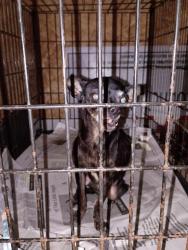 Found/Stray Female Dog last seen S p i d and kostoryz, Corpus Christi, TX 78415