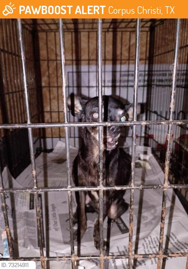 Found/Stray Female Dog last seen S p i d and kostoryz, Corpus Christi, TX 78415