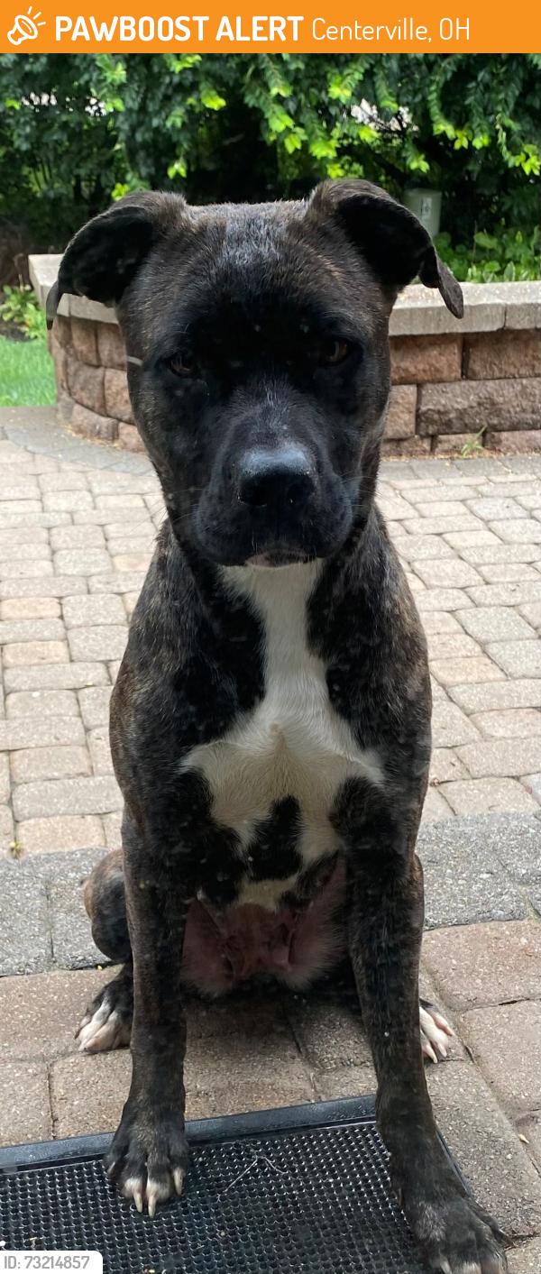 Found/Stray Female Dog last seen Zengle, Silver Tree Lane & Lake Tree Court, Centerville, OH 45459
