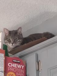Lost Male Cat last seen North Emma and 127th/harold, Olathe, KS 66061