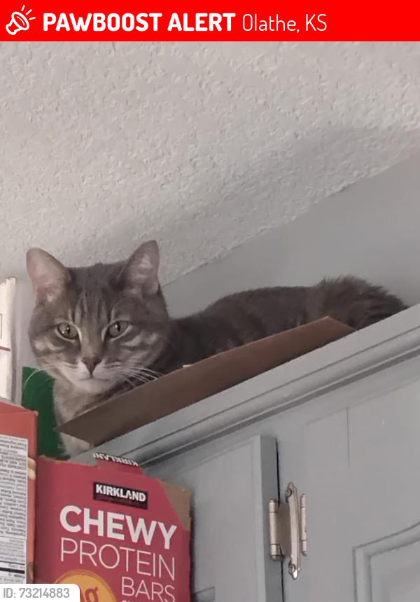 Lost Male Cat last seen North Emma and 127th/harold, Olathe, KS 66061